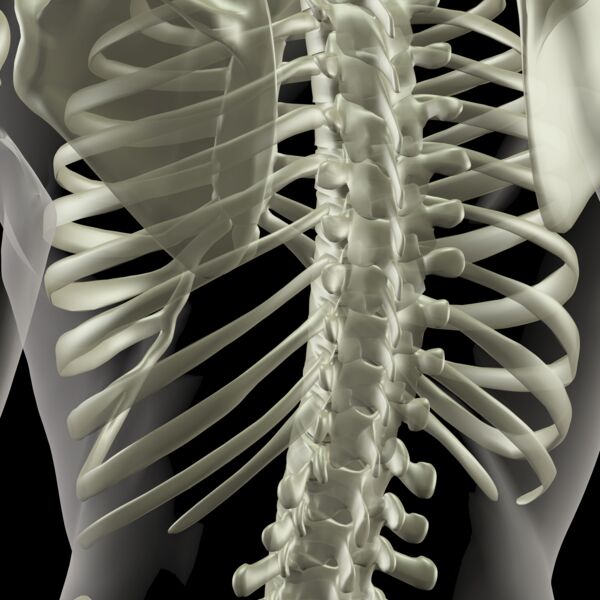Chest Skeleton Thumbnail