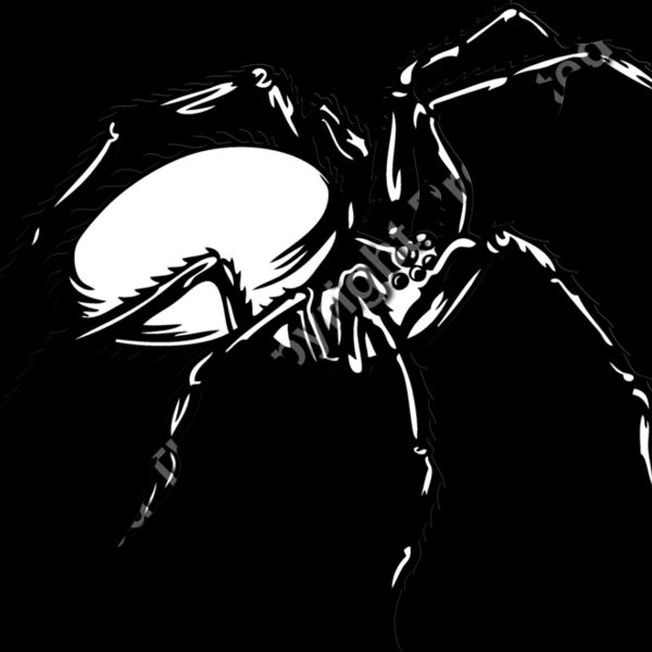 ESspider003bw Thumbnail