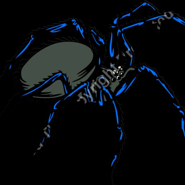 ESspider003clr Thumbnail