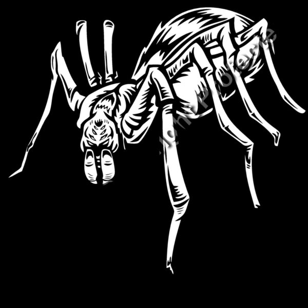 ES2spider004BW Thumbnail