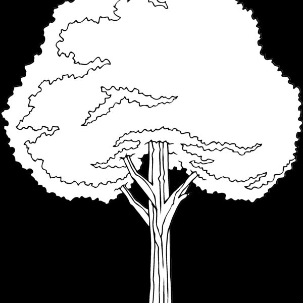 es3tree11bw Thumbnail