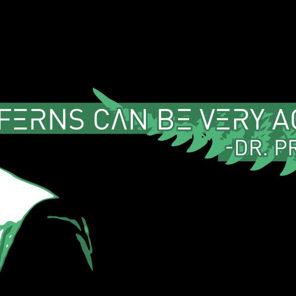 Ferns Shirt Design 4 Thumbnail